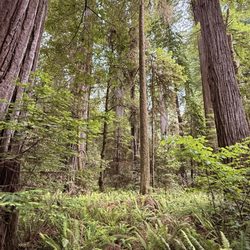 Redwood National & State Parks