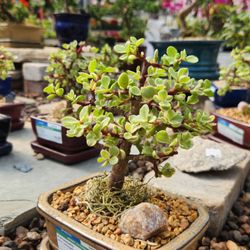 Vandermeer Nursery