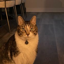 Pet Nanny Main Line