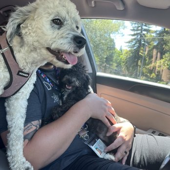 Elizabeth's Pet Sitting - Lady and Mickey all smiles after we just picked them up from Elizabeth's - Pet Sitting Near Me - Davis, California