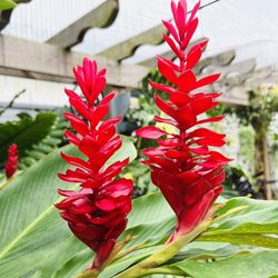 Excelsa Gardens Nursery
