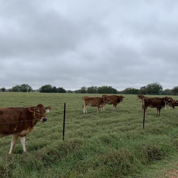 Strykly Texas Cheese - a herd of cows in a pasture - Cheese Shops Near Me - Schulenburg, Texas