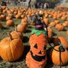 Sever's Corn Maze & Fall Festival gift card