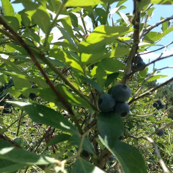 Texas Blueberry Festival - Blueberry farm! - Festivals Near Me - Nacogdoches, Texas Texas Blueberry Festival - Blueberry farm! - Festivals Near Me - Nacogdoches, Texas