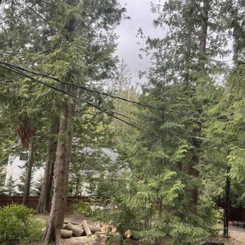 Monkeys Tree Service - Beginning - Tree Services Near Me - Lake Stevens, Washington Monkeys Tree Service - Beginning - Tree Services Near Me - Lake Stevens, Washington