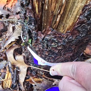 Aspen Tree Company - Tree Services Near Me Aspen Tree Company - Tree Services Near Me
