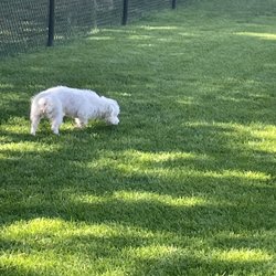 Village Camp Truckee - The fully fenced dog park was clean and neat.