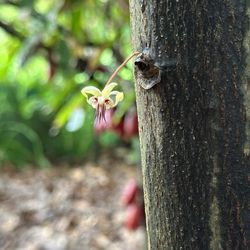 Garden Island Chocolate Tour & Tasting