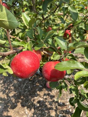 Apple Jack Orchards by null