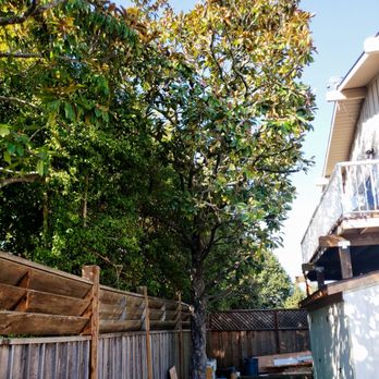 Spring Tree Service - After Spring Tree cut our magnolia.  So much better! - Tree Services Near Me