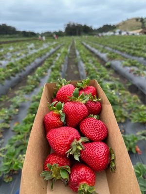 Blue House Farm Strawberry U-Pick and Farmstand by null