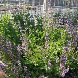 Dogpatch Urban Garden