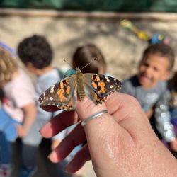 Highlands Preschool - Caterpillars to butterfly release day