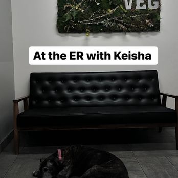 Veterinary Emergency Group - Private exam room. - Emergency Pet Hospital Near Me - San Ramon, California