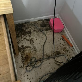 Dexton Pest Management - Roach infestation treatment - Pest Control Near Me Dexton Pest Management - Roach infestation treatment - Pest Control Near Me
