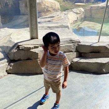 Lincoln Children's Zoo - Lions - Amusement Parks Near Me - Lincoln, Nebraska