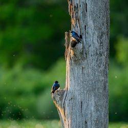 Beaver Marsh - Tree Swallows