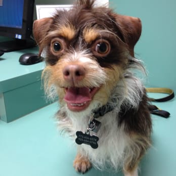 Arrowhead Animal Hospital - Our first vet visit ever!  Nervous at first but as you can see my pup, Monkee, was all smiles with the service at AAH.  Thanks - Veterinarians Near Me - Blue Jay, California