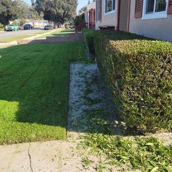Tony's Gardening Services - Hedges reduced for walkway. - Gardeners Near Me