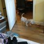 Photo of Lavender Paws Pet Spa