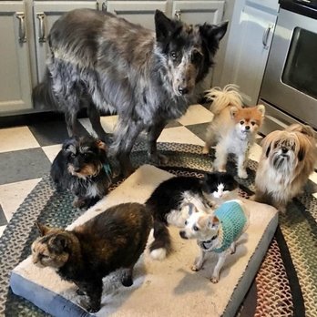Dougherty Veterinary Clinics - original crew ( mine) Dougherties has taken care of them all - Veterinarians Near Me - Duluth, Minnesota Dougherty Veterinary Clinics - original crew ( mine) Dougherties has taken care of them all - Veterinarians Near Me - Duluth, Minnesota