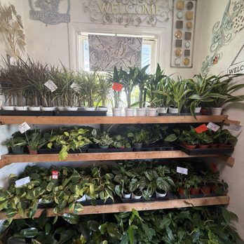 Plant Safari - Nurseries & Gardening Near Me - Upland, California Plant Safari - Nurseries & Gardening Near Me - Upland, California