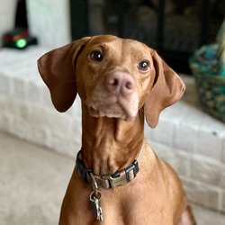 KATA K9