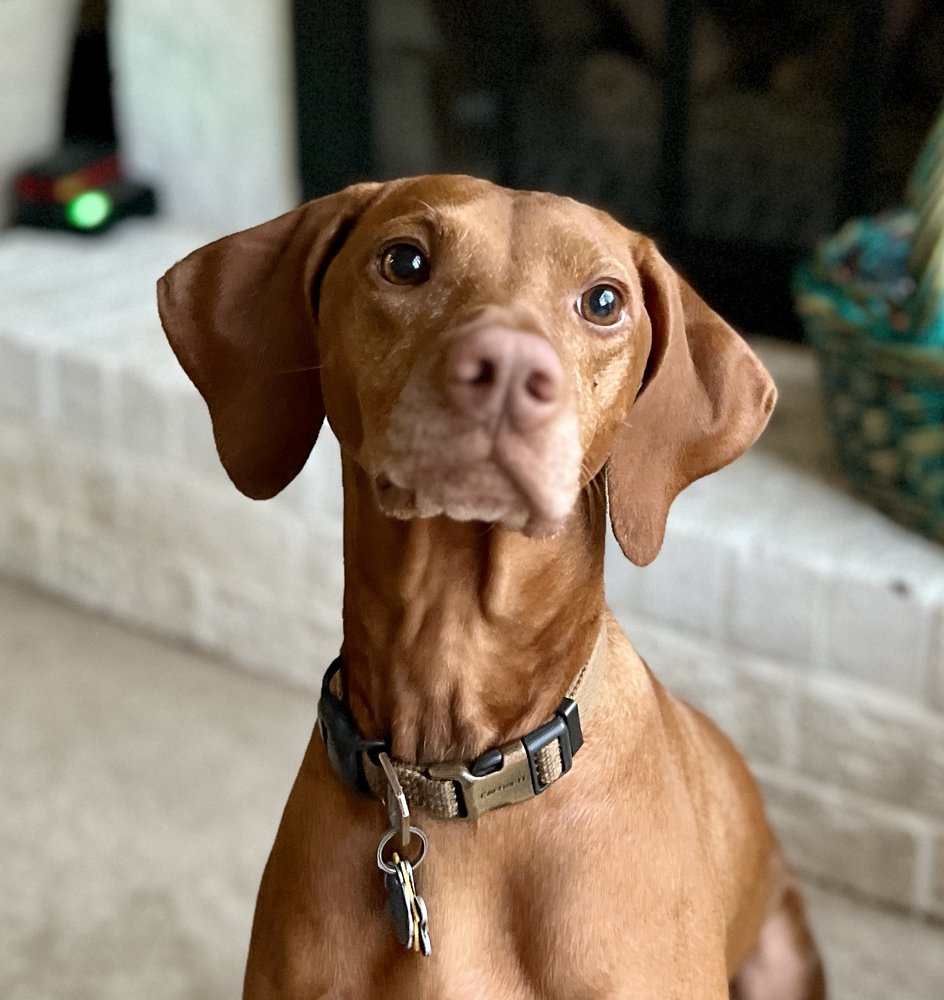 KATA K9 Updated September 2024 Request a Quote 36 Photos