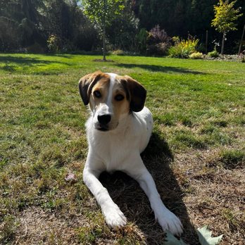 A Dog's Best Friend - Roy Beans - Pet Training Near Me - Vancouver, Washington
