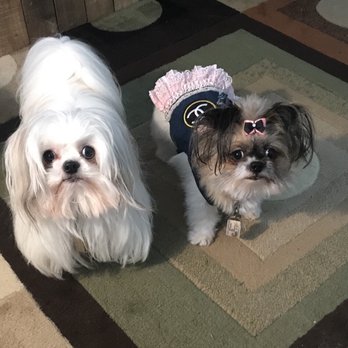 Feathers & Fur Pet Care - Dog Walkers Near Me Feathers & Fur Pet Care - Dog Walkers Near Me