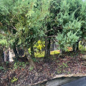 Miami Bonsai Specialists - a view of a garden - Nurseries & Gardening Near Me - Miami, Florida Miami Bonsai Specialists - a view of a garden - Nurseries & Gardening Near Me - Miami, Florida