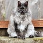 Photo of Coon-Kingdom Maine Coons