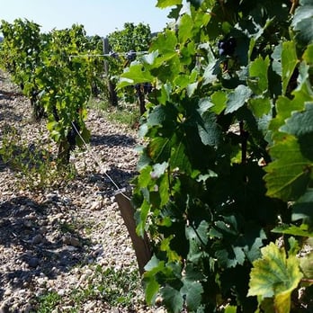 Château Pontet Canet - The vines before Harvest - Wineries Near Me - Pauillac, 33