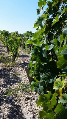 Château Pontet-Canet by null