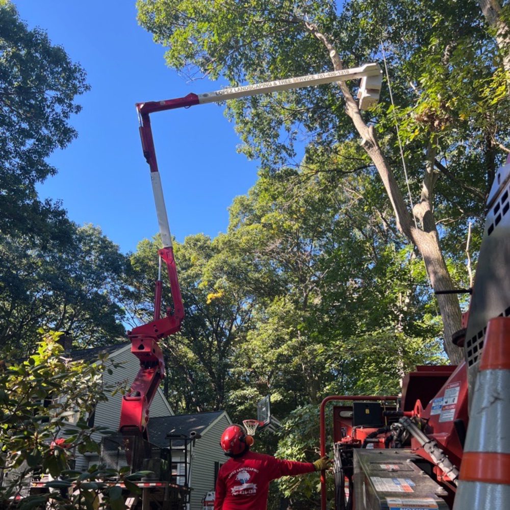 Lopez Landscaping & Tree Service