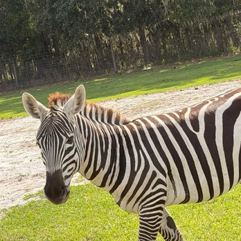 Safari Wilderness Ranch - Tours Near Me - Lakeland, Florida Safari Wilderness Ranch - Tours Near Me - Lakeland, Florida