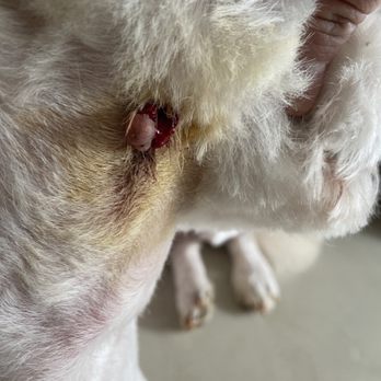 Styleash Paws Mobile Pet Grooming - Bleeding mole - Pet Groomers Near Me Styleash Paws Mobile Pet Grooming - Bleeding mole - Pet Groomers Near Me