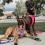 Woodcrest Veterinary Clinic