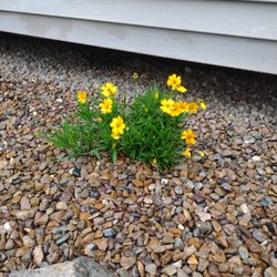 A To Z Landscaping