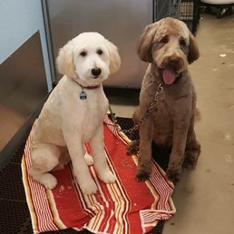 Hobbs & Jax the Labradoodles