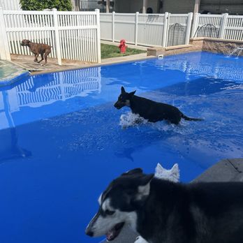 St Marks Dog Resort - Pool time! - Pet Boarding Near Me - Rancho Cucamonga, California