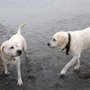 Photo of Uncle Scotty's Pet Care