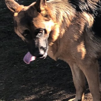 San Dimas Dog Park - Max tired after a game of chase - Dog Parks Near Me - San Dimas, California