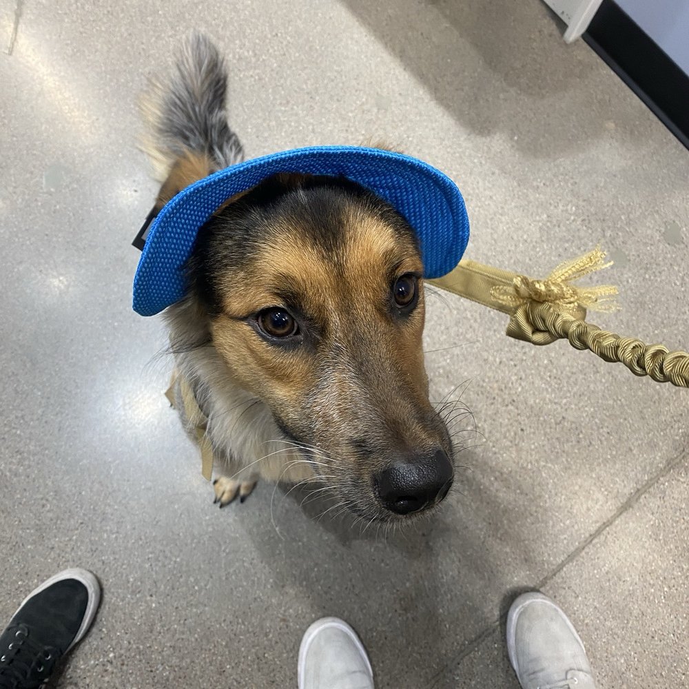 Three Dog Bakery - Pet Stores Near Me - Chandler, Arizona Three Dog Bakery - Pet Stores Near Me - Chandler, Arizona