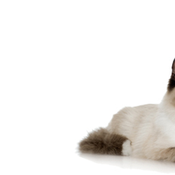 Animal Hospital Of Paris