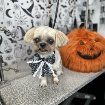 Wuf Holistic Mobile Dog Grooming - Pet Groomers Near Me Wuf Holistic Mobile Dog Grooming - Pet Groomers Near Me