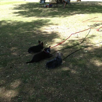 Wag Time Dog Training - Taz, Lily and Kyoshi at the park! - Pet Training Near Me - Antelope, California Wag Time Dog Training - Taz, Lily and Kyoshi at the park! - Pet Training Near Me - Antelope, California