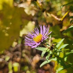 The Riverwood Conservancy