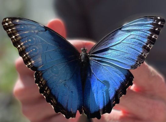 Wings of Mackinac by null