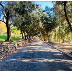 Veterans Memorial Park - Oak trees. Let's race!